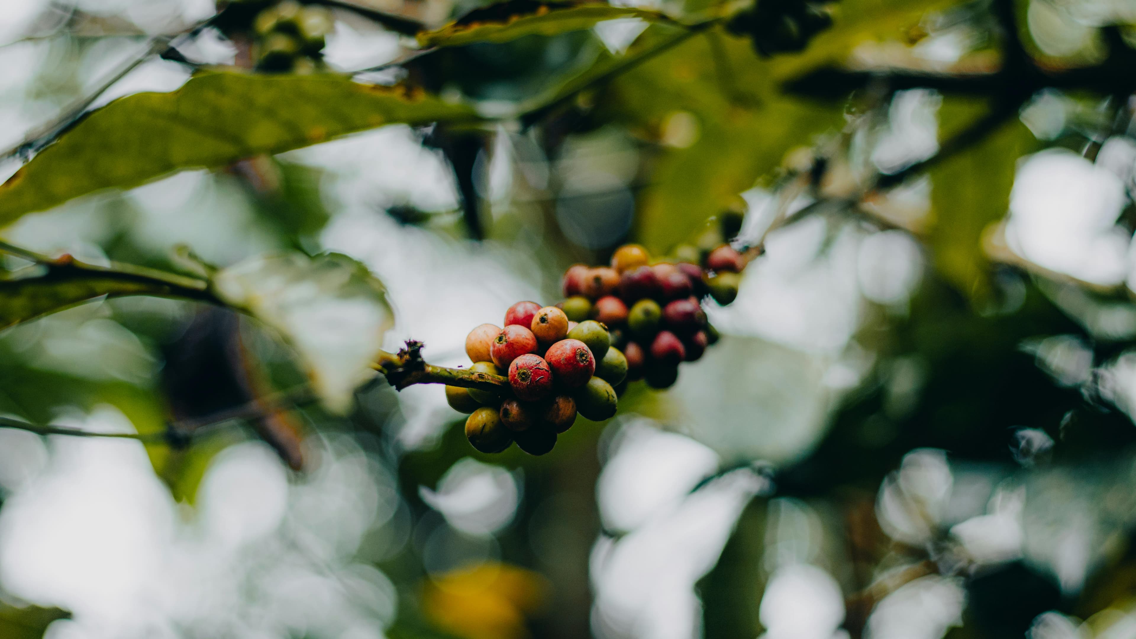 a coffee plant branch